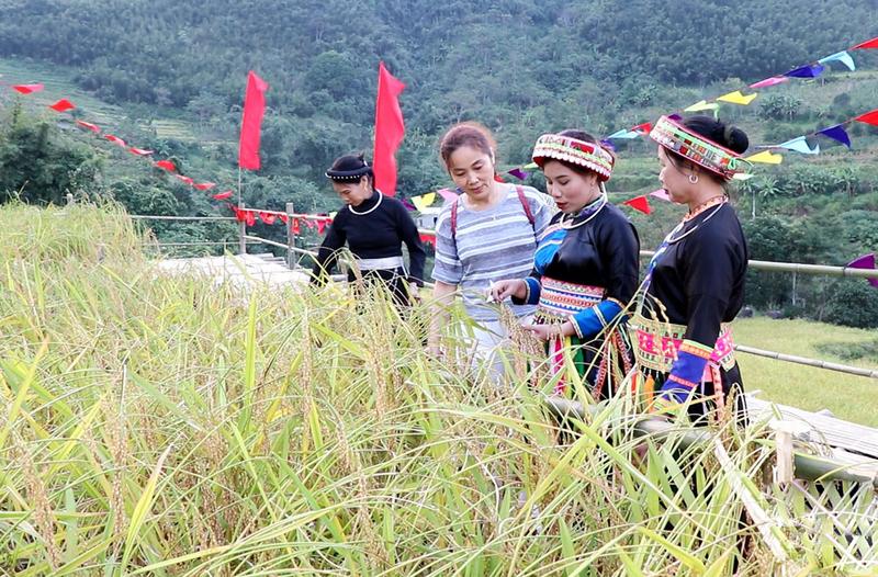 Đồng bào dân tộc tỉnh Thái Nguyên giới thiệu tới khách tham quan về giống nếp Tài. Ảnh: Hứa Nga