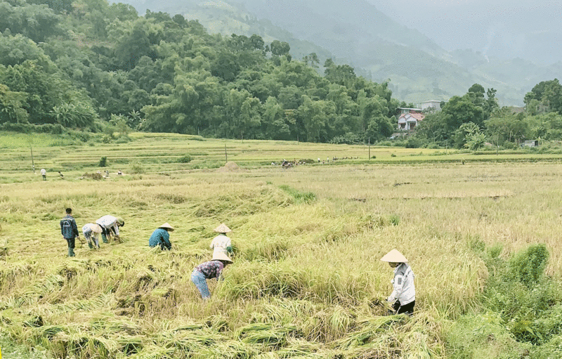 HTX Tiên Phong Mường Vi đã cùng bà con xây dựng thành công “Mô hình chuỗi liên kết sản xuất, chế biến, tiêu thụ sản phẩm gạo Séng Cù an toàn (Ảnh: Báo Lào Cai)