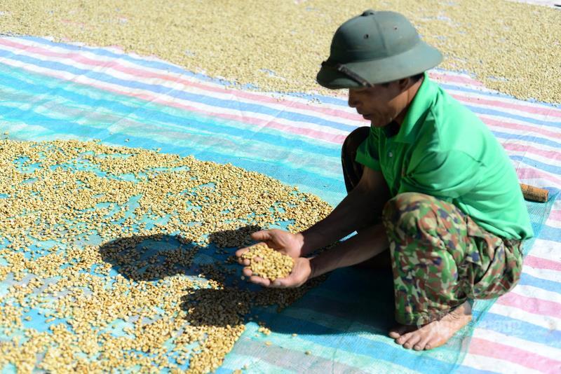 Những hạt cà phê đạt tiêu chuẩn trước khi tiến hành rang xay, thành phẩm