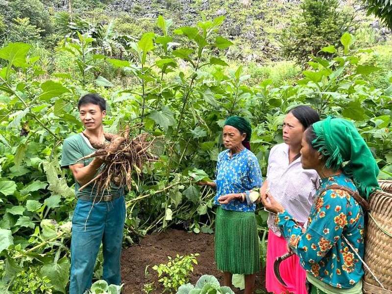 Đồng bào dân tộc thiểu số xã Đồng Văn trồng sâm khoai. Ảnh: My Ly