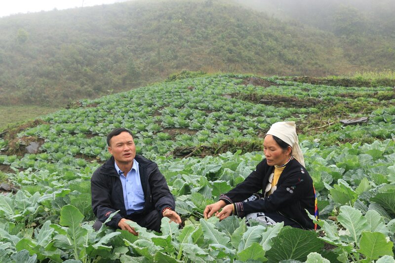Mô hình trồng bắp cải hữu cơ của đồng bào dân tộc thiểu số tỉnh Tuyên Quang. Ảnh: My Ly