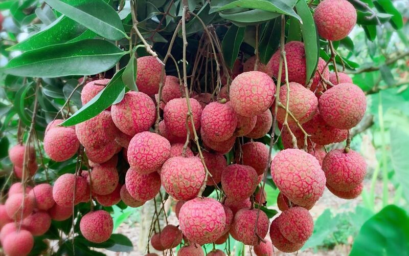 Năm 2025, UBND tỉnh phối hợp với doanh nghiệp Dragonberry Produce (Mỹ) xuất thành công 100 tấn vải tươi vào hệ thống siêu thị Costco