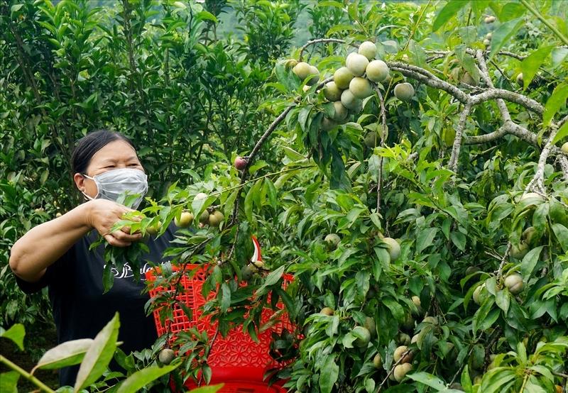 Bắc Hà có hơn 500ha trồng mận, trong đó 350ha đang cho thu hoạch ổn định. Ảnh minh hoạ