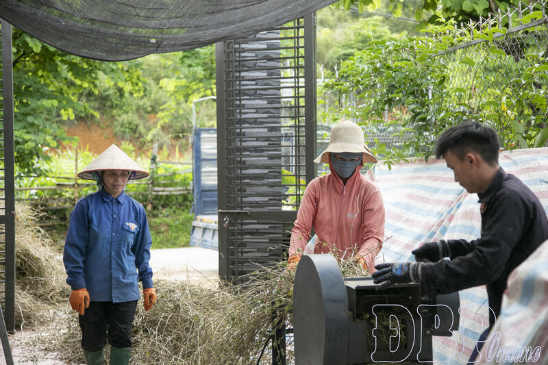 Người dân thu hoạch, chế biến cà gai leo thành nguyên liệu thô. Ảnh: Trần Nhâm