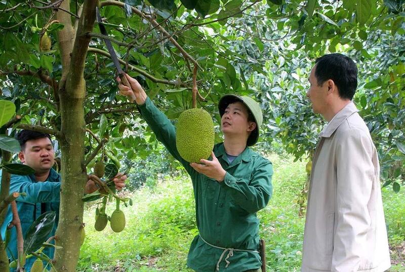 Mít Thái đang trở thành trụ cột kinh tế mới cho người dân xã Phù Lưu. Ảnh: My Ly