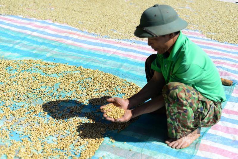 Những hạt cà phê đạt tiêu chuẩn trước khi tiến hành rang xay, thành phẩm