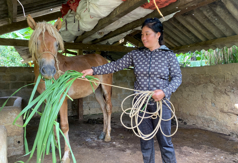 Người dân ở tổ dân phố Seo Pả (phường Đoàn Kết) chăm sóc ngựa sinh sản được hỗ trợ. Nguồn: Báo Lai Châu