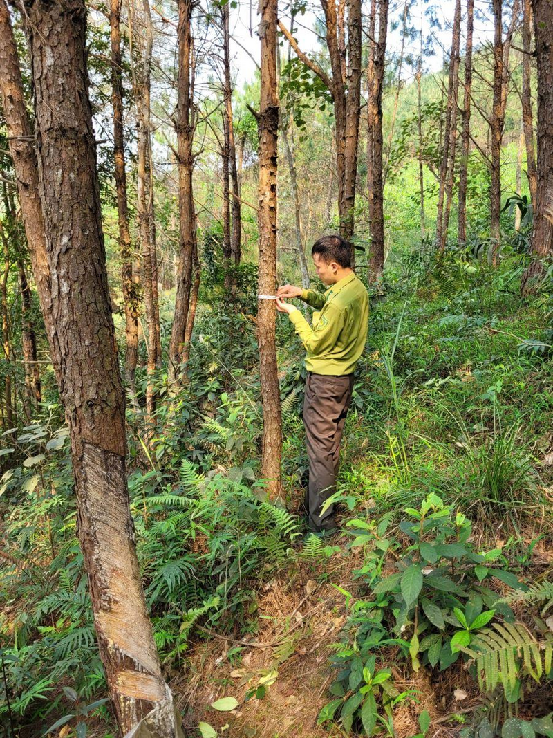 Đình Lập là điểm sáng trong phát triển rừng của tỉnh Lạng Sơn