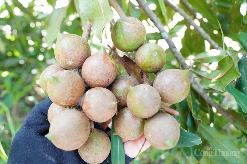 Nhờ hạt mắc ca, người dân xã miền núi Thượng Ninh đã tìm thấy con đường thoát nghèo