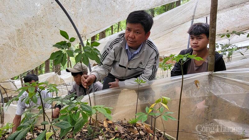 Trên địa bàn xã Măng Ri có 2.620ha trồng sâm Ngọc Linh