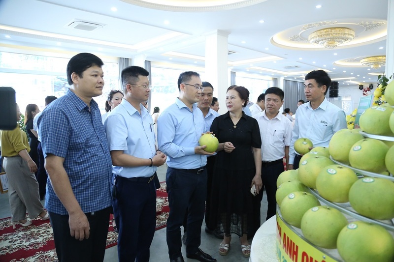 Xúc tiến thương mại tiêu thụ bưởi Phúc Trạch sản xuất đạt tiêu chuẩn hữu cơ nhằm thúc đẩy tiêu thụ và nâng cao giá trị cho đặc sản bưởi Phúc Trạch. Ảnh: Phúc Sơn