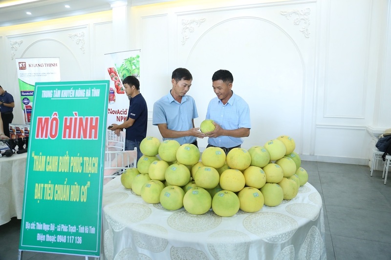 Hà Tĩnh: Xúc tiến thương mại bưởi Phúc Trạch đạt chuẩn hữu cơ - 2