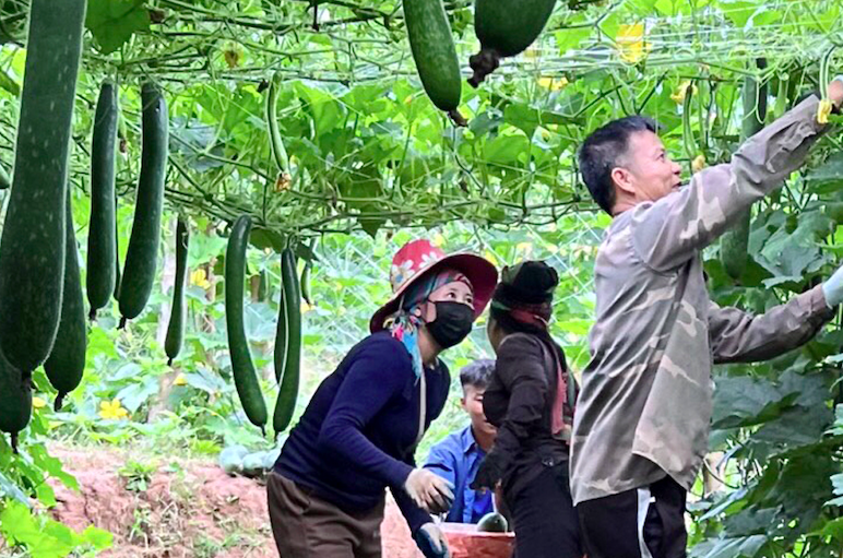 Thành viên HTX Dịch vụ và Sản xuất nông nghiệp Hà Ân thu hoạch bí xanh. Ảnh: Hoàng Hà