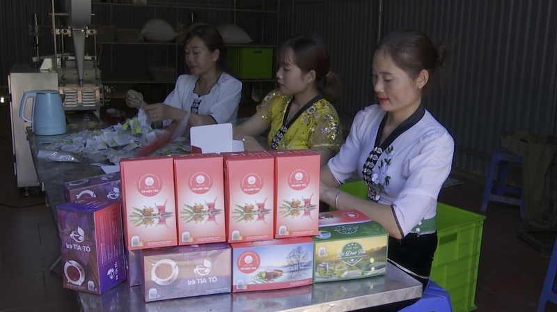 Sản phẩm trà của HTX Dịch vụ và Sản xuất nông nghiệp Hà Ân được công nhận là sản phẩm OCOP. Ảnh: Nhật Nam