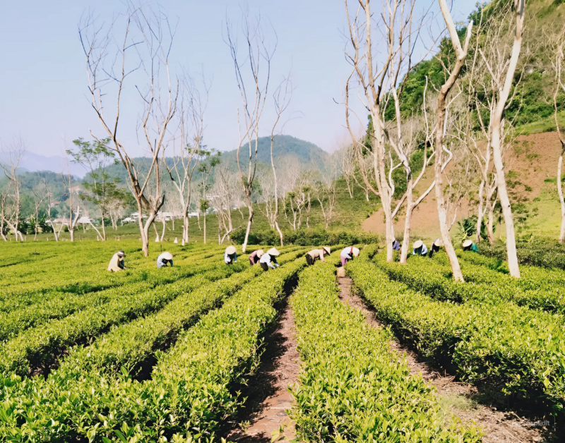 Người dân thu hoạch chè tại xã Xuân Lao. Ảnh: Minh Đức