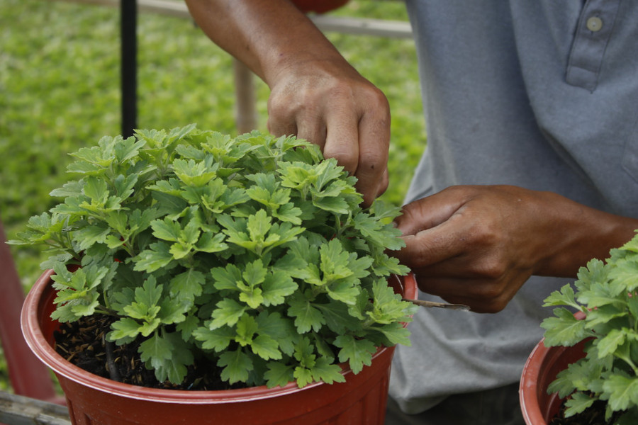 Nông dân tiến hành ngắt đọt hoa cúc, giúp bộ tán đồng đều, đẹp mắt. anh-2.jpg