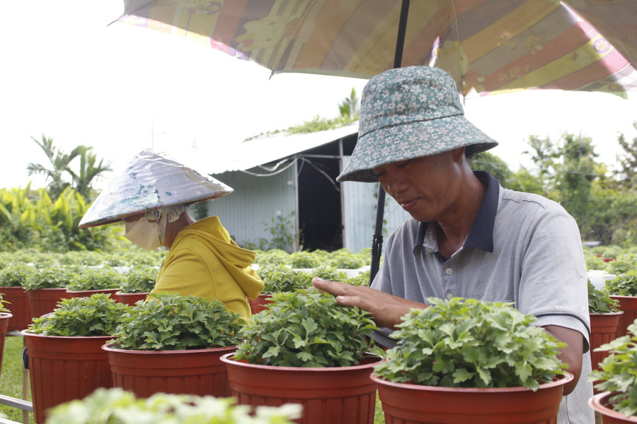 Ông Nguyễn Quang Trung (khóm Đông Huề, phường Sa Đéc) cùng vợ đang ngắt đọt cho những giỏ cúc mâm xôi Hàn Quốc, chuẩn bị cho ra hoa. anh-1.jpg