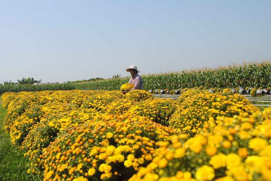Cúc mâm xôi, một trong những loại hoa được nông dân làng hoa Sa Đéc chọn trồng phổ biến vì đẹp mắt và được khách hàng ưa chuộng. anh-4.jpg