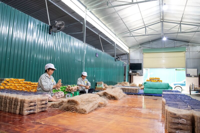 Sản xuất tại Hợp tác xã Nông sản Tân Việt Á. Ảnh minh hoạ