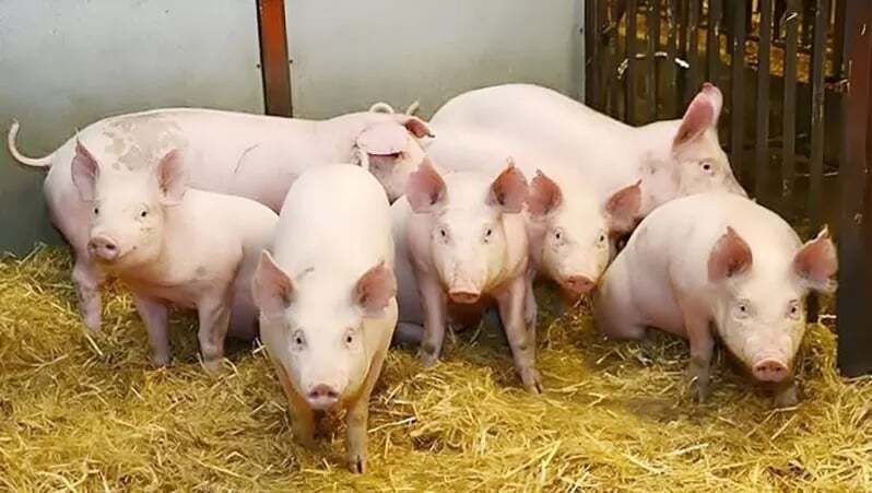 Giá heo hơi ổn định tại chuồng trại, song giá thịt heo tại chợ và siêu thị vẫn ở mức cao