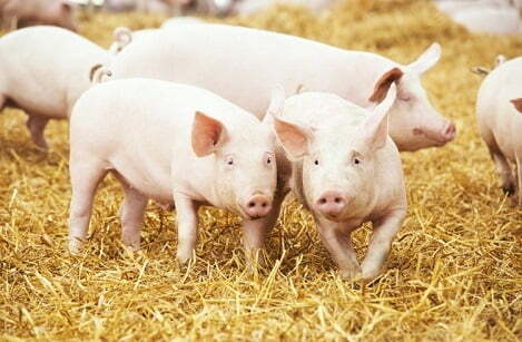 Giá heo hơi tại Mỹ tăng theo hợp đồng tương lai, trong khi thị trường Việt Nam đi ngang