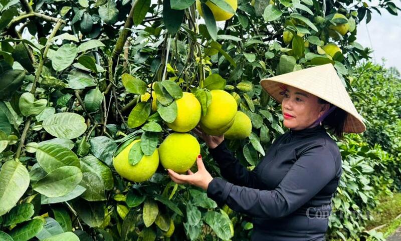 Giao thông đột phá, đặc sản Hà Tĩnh sẵn sàng ‘Bắc tiến’ - 3