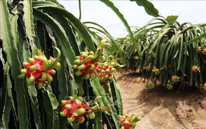 Thanh long ruột đỏ.