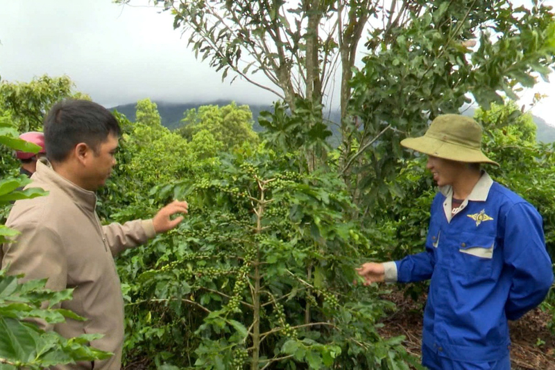 Người dân trên địa bàn xã Xốp đã chú trọng chuyển đổi sang một số cây trồng có giá trị kinh tế cao. Ảnh: Xã Xốp