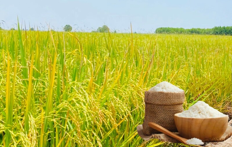 Giá lúa gạo hôm nay ngày 24/9: Gạo bình ổn, lúa tươi vững giá. Ảnh: Thanh Minh.