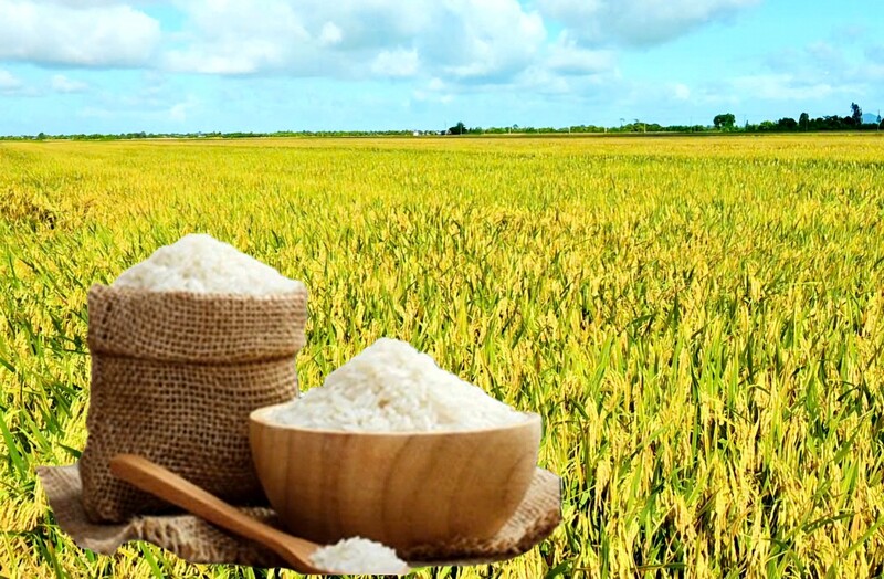 Giá lúa gạo hôm nay ngày 26/9: Gạo đi ngang, lúa tươi chững giá. Ảnh: Thanh Minh.