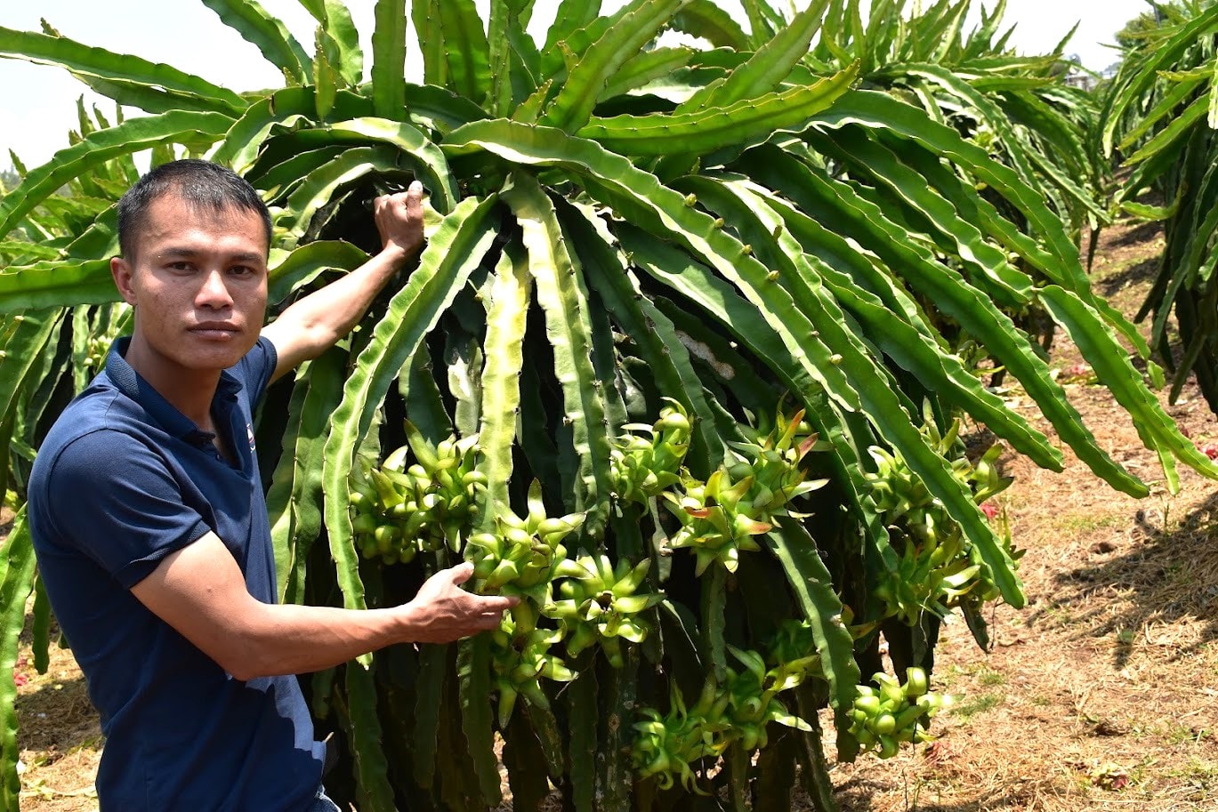 Thanh long Lâm Đồng đang vươn lên trở thành cây chủ lực quốc gia (3)