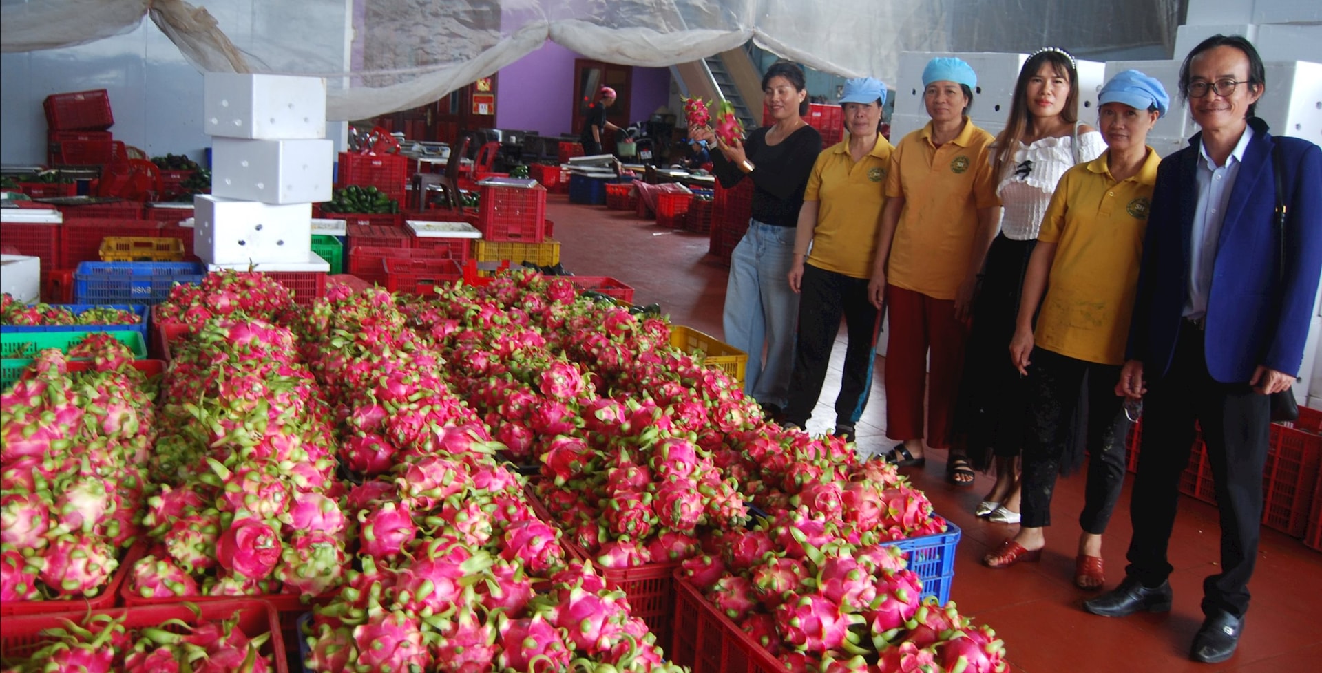 Thanh long Lâm Đồng tăng cường kết nối giao thương, mở rộng thị trường tiêu thụ tiềm năng.