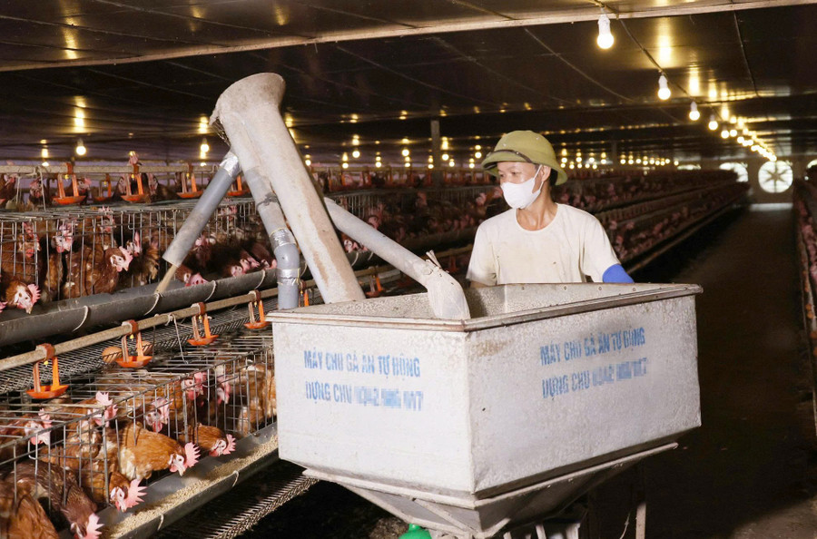 Gà nuôi bằng mô hình công nghệ cao được cho ăn bằng máy tự động.