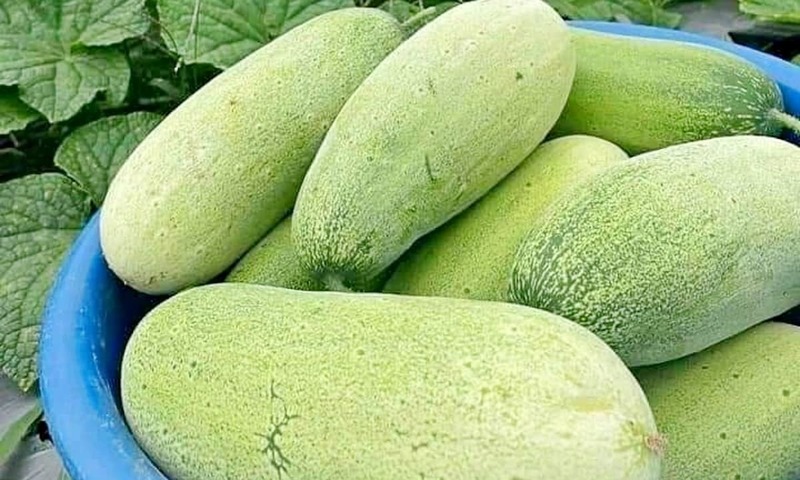 Tăng chất lượng, thúc đẩy tiêu thụ cho dưa mèo. Ảnh minh họa