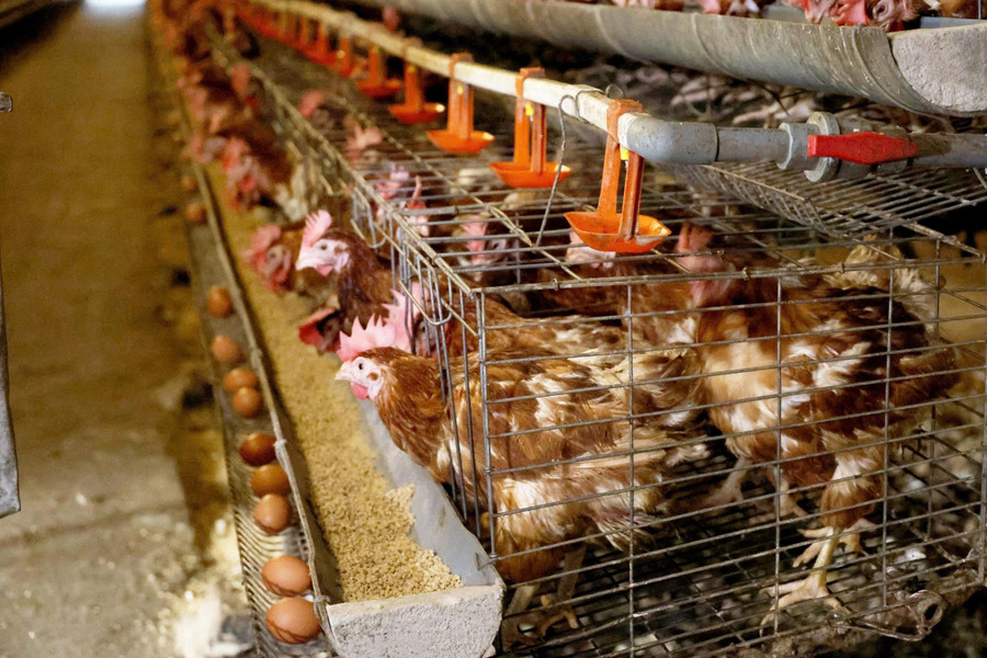 Mỗi ngày trang trại gà đẻ trứng cho thu nhập khoảng 36 triệu đồng. trungga.jpg