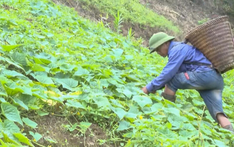 Bà con vùng cao thường trồng dưa mèo xen kẽ với ngô trên nương. Ảnh minh họa