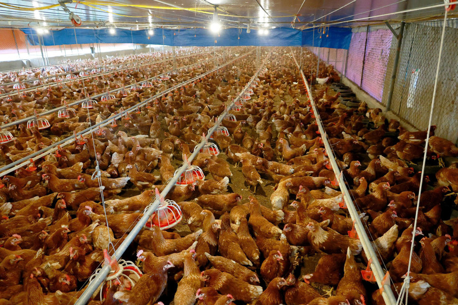 Trang trại của anh Nguyên duy trì khoảng 15.000 con gà đẻ trứng. 2.jpg