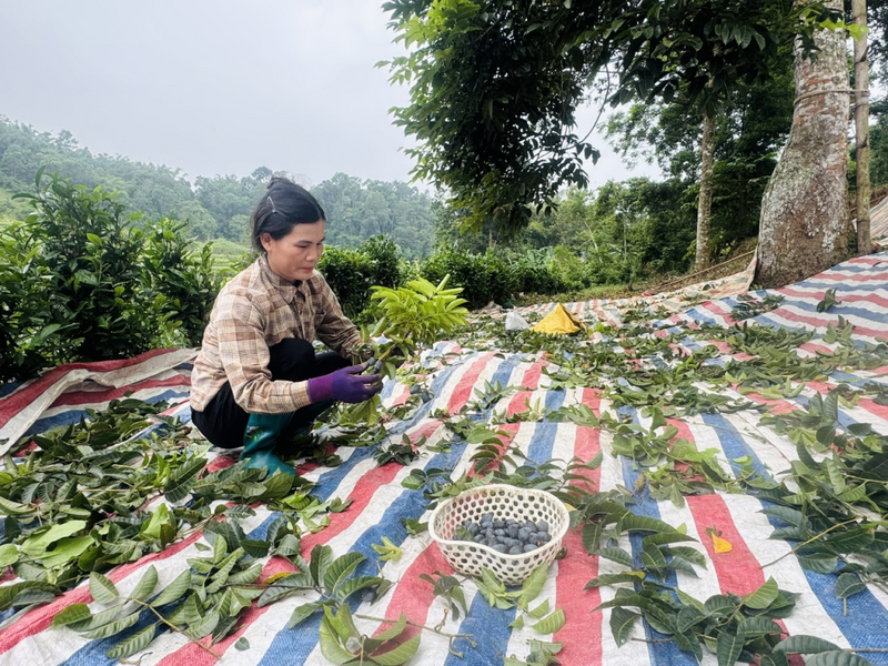 Người dân thu hoạch trám đen Lũng Tao. Ảnh: Phạm Hà