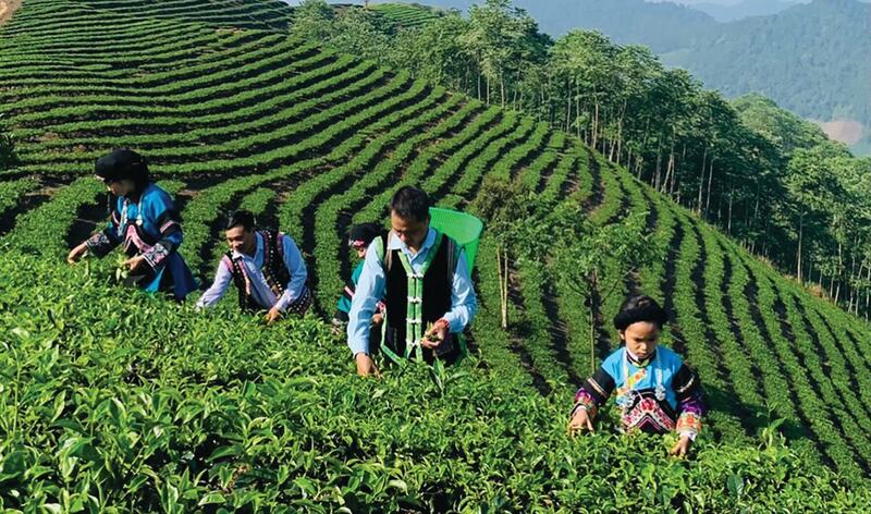 Lào Cai là địa phương có nhiều tiềm năng về phát triển hàng hoá, nông sản. Ảnh minh họa