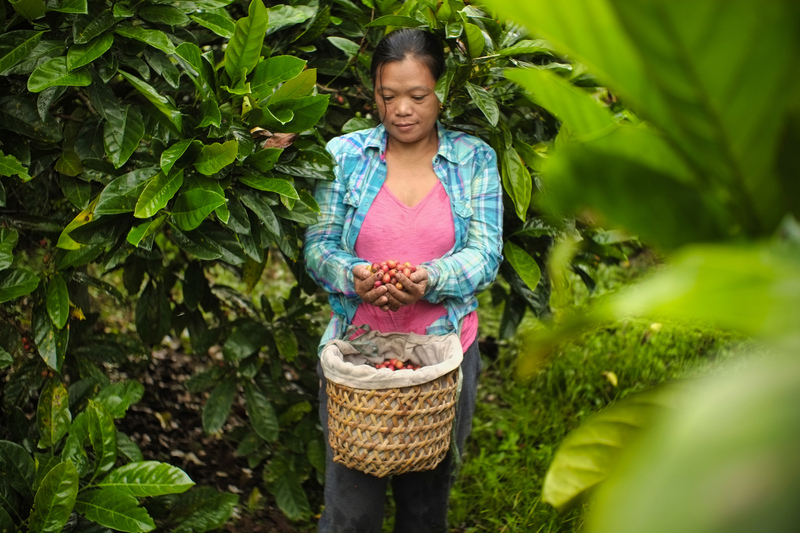 Đối với Việt Nam, cà phê là cây trồng chiến lược và mặt hàng xuất khẩu chủ lực. Ảnh minh hoạ