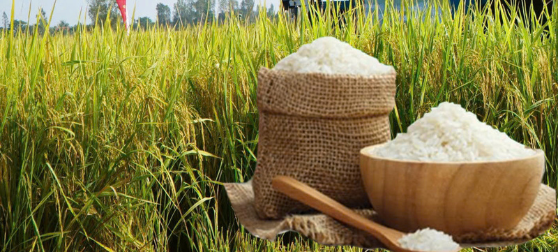 Giá lúa gạo hôm nay ngày 3/10: Gạo đi ngang, lúa tươi chững giá. Ảnh: Thanh Minh.