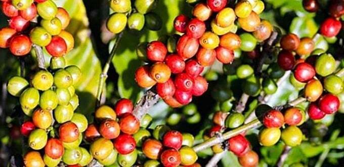 Giá cà phê Robusta đã tăng vọt gần 7,8% lên mức 4.527 USD/tấn, trong khi giá cà phê Arabica cũng phục hồi hơn 3,3% lên mức 8.614 USD/tấn. Ảnh minh hoạ