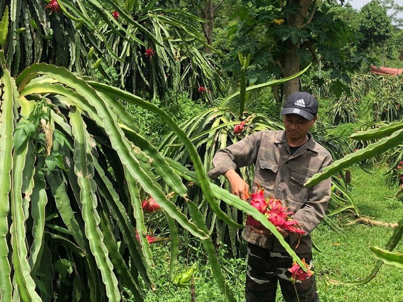 Nông dân thu hoạch thanh long ruột đỏ tại Bảo Yên. Ảnh: H.Đ.
