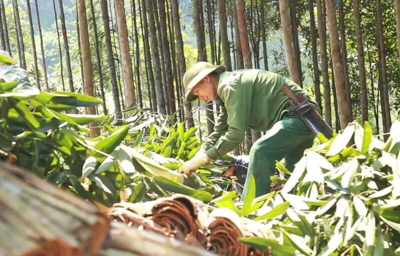 Quế hiện là cây trồng chủ lực của xã  Bảo Yên (tỉnh Lào Cai) với hơn 25.000ha.