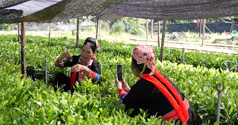 Người dân Điện Biên bán nông sản trực tuyến trên mạng xã hội và sàn thương mại điện tử. Ảnh: VNN