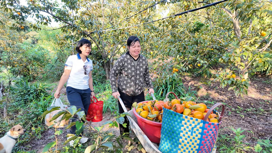 Vườn hồng của gia đình chị Loan bội thu.