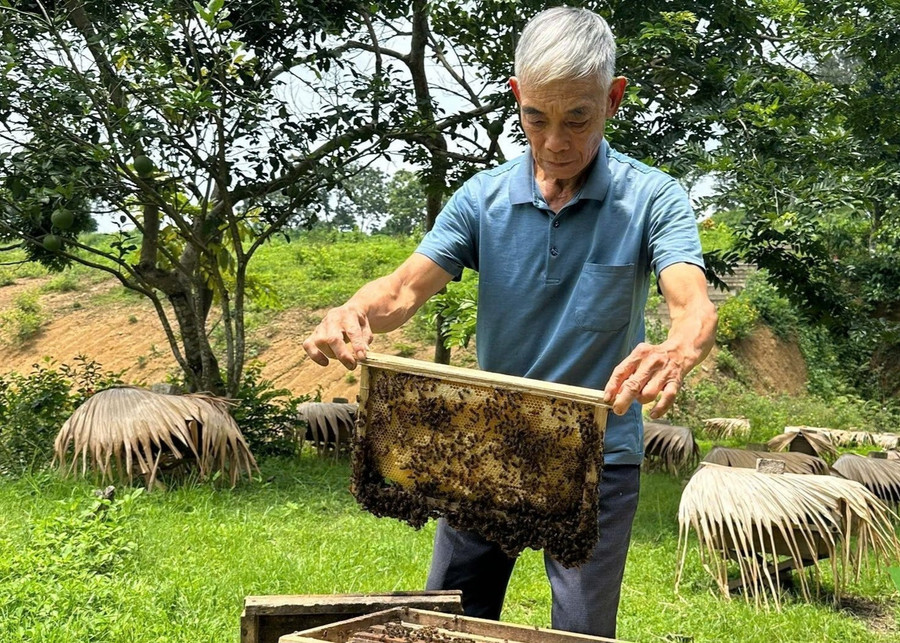 Lão nông Lý Văn Dư bên đàn ong thuần của mình.