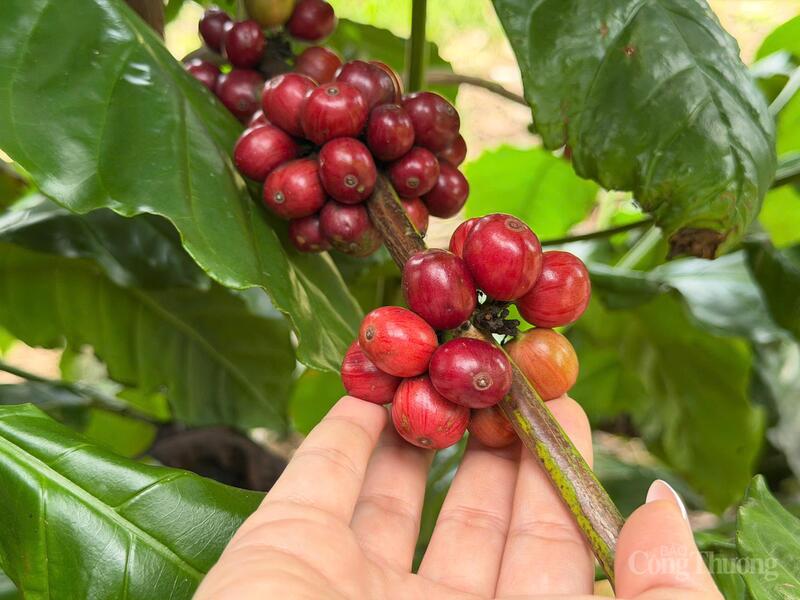Chùm cà phê chín đỏ chờ thu hoạch. Ảnh: Minh Anh