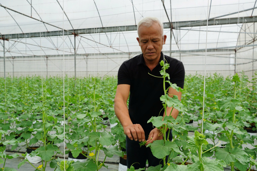 Sản phẩm dưa lưới của HTX An Thịnh Phát hiện được cấp chứng nhận OCOP 4 sao. ong-phuong.jpg