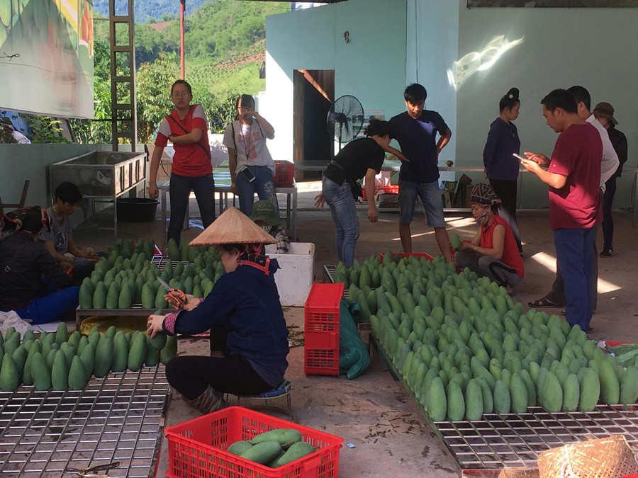 Yên Châu là một trong những địa phương có diện tích cây ăn quả lớn nhất tỉnh Sơn La. z7125309169351-0cd7cd06ec35c7220d1eee53f1cd180a.jpg